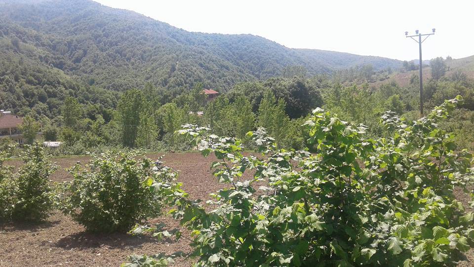 Amasra Kocaköy Köyü Resimleri 3