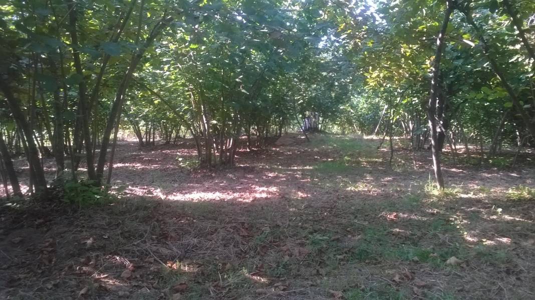 Amasra Kocaköy Köyü Resimleri 4