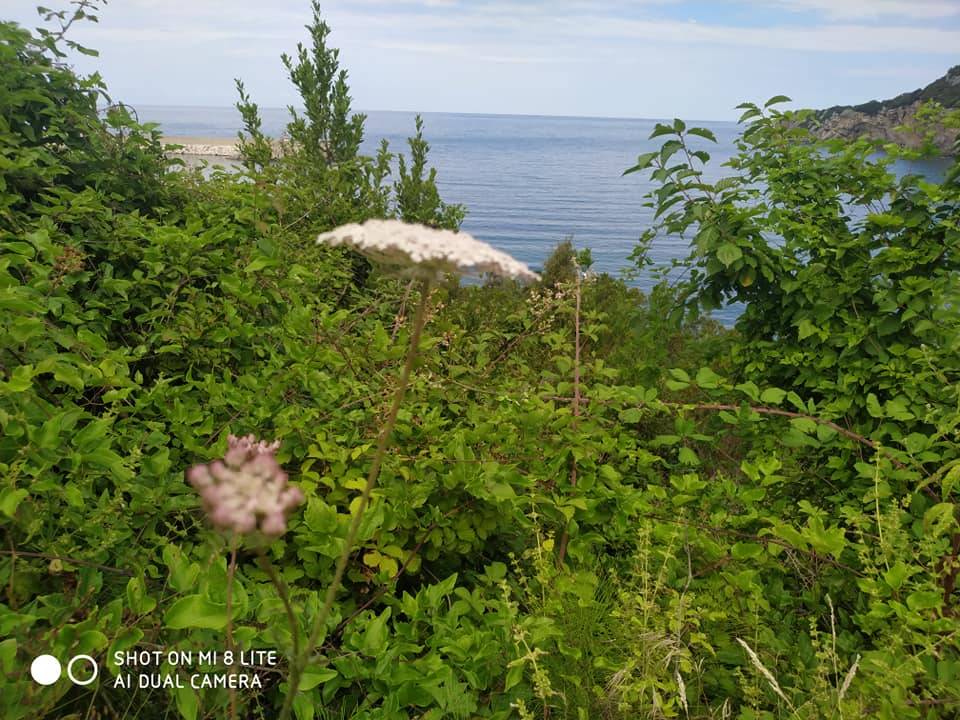 Amasra Tarlaağzı Köyü Resimleri 8