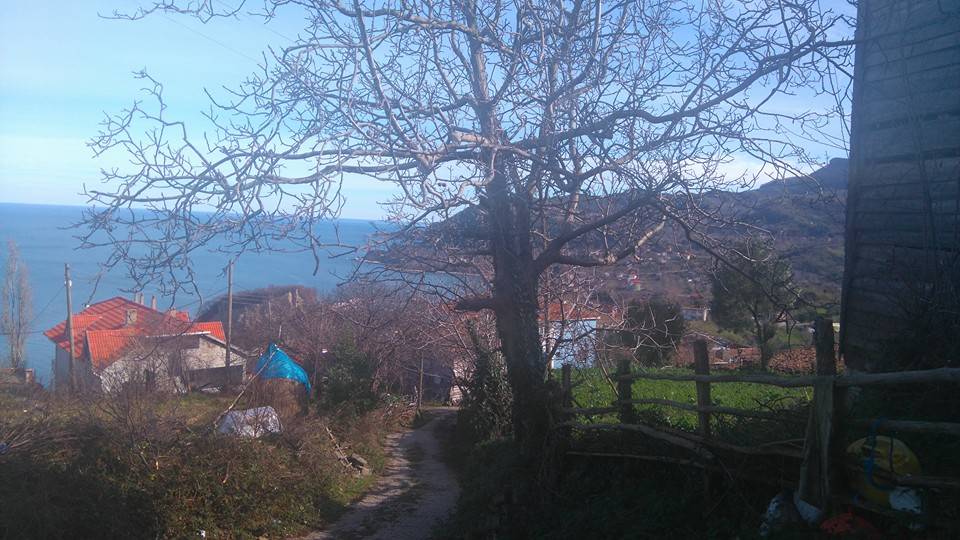 Kurucaşile Curunlu Köyü Resimleri 2