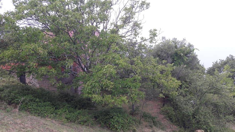 Kurucaşile Curunlu Köyü Resimleri 5