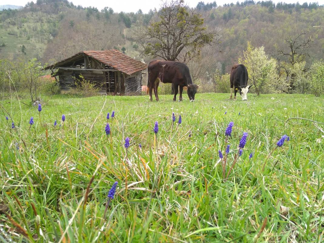 Ulus Alıçlı Köyü Resimleri 6