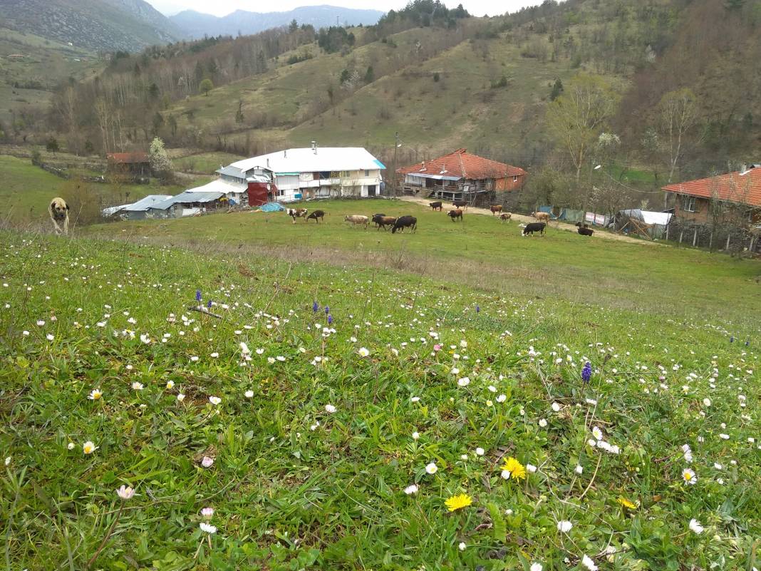 Ulus Alıçlı Köyü Resimleri 7