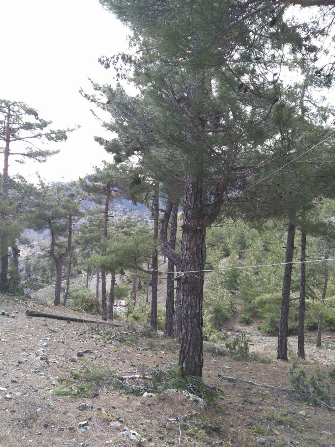 Aladağ Köprücek Köyü Resimleri 10