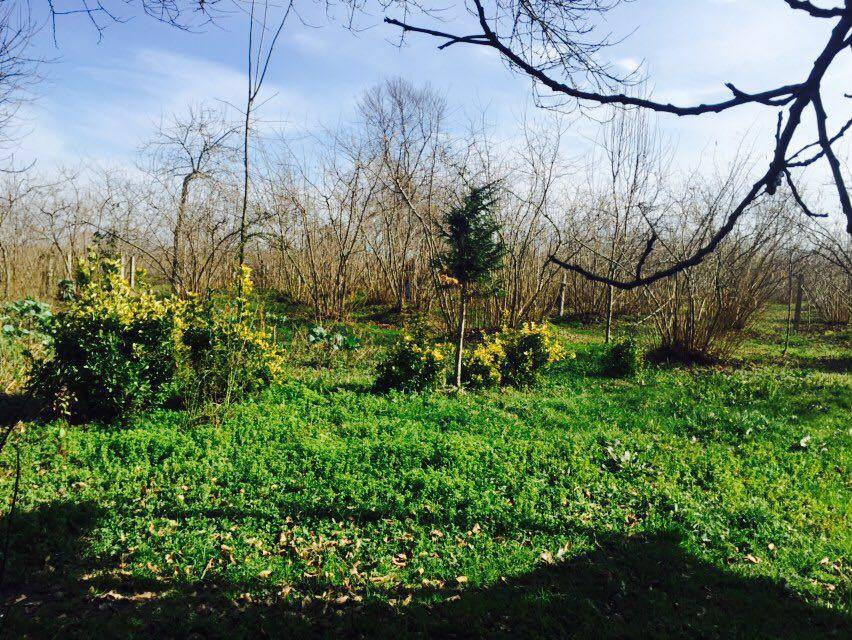 Kocaali Alandere Köyü Resimleri 2