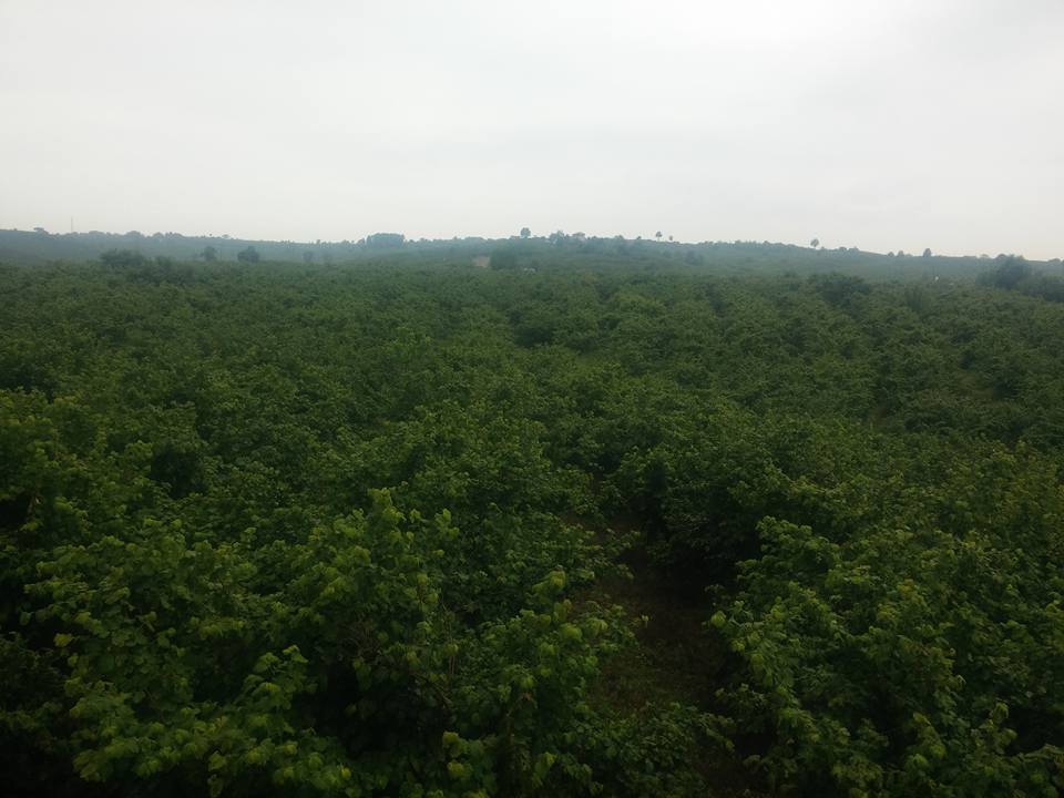 Kocaali Alandere Köyü Resimleri 4