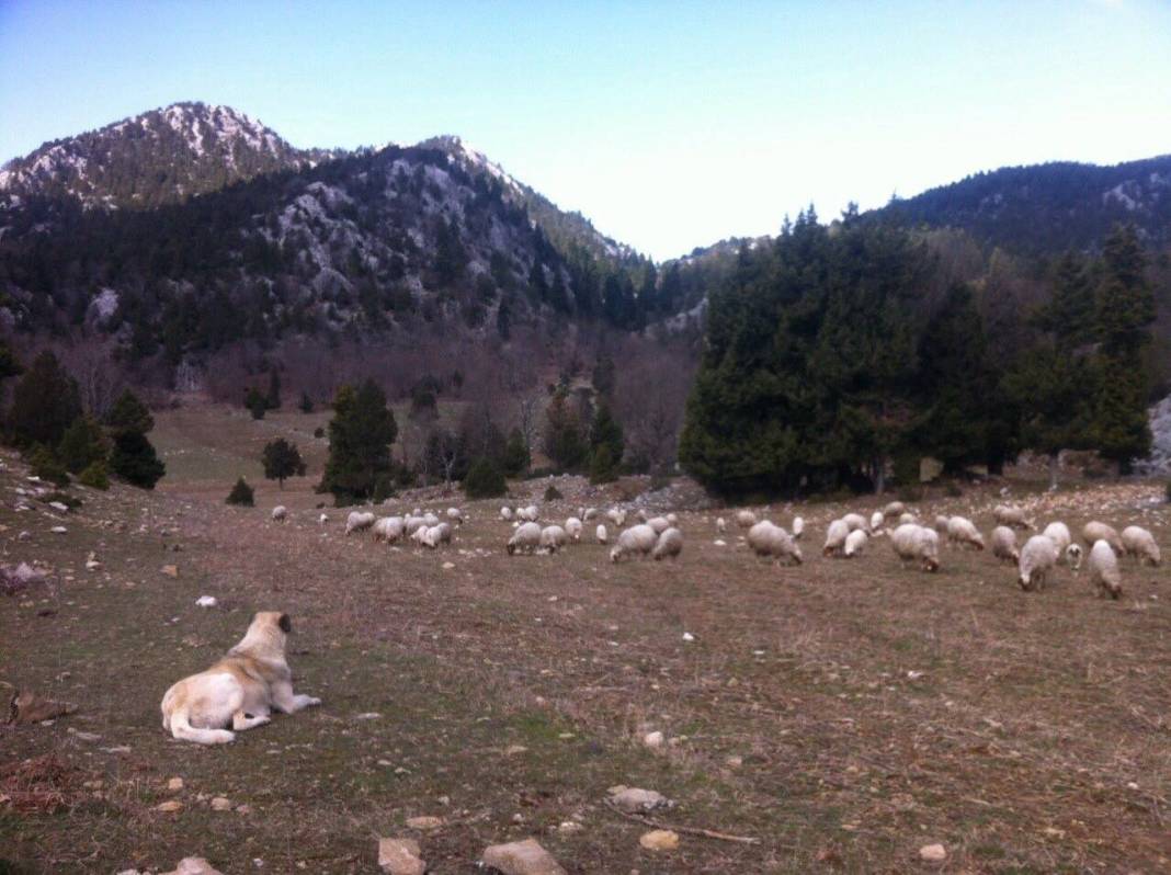 Aladağ Madenli Köyü Resimleri 1