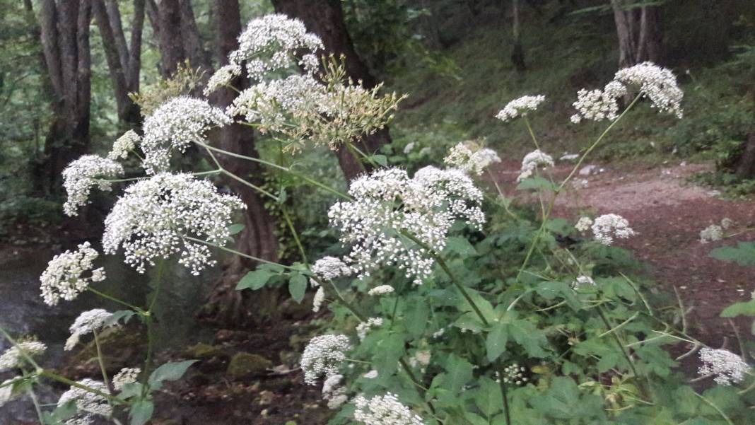 Kofçaz Kocayazı Köyü Resimleri 10