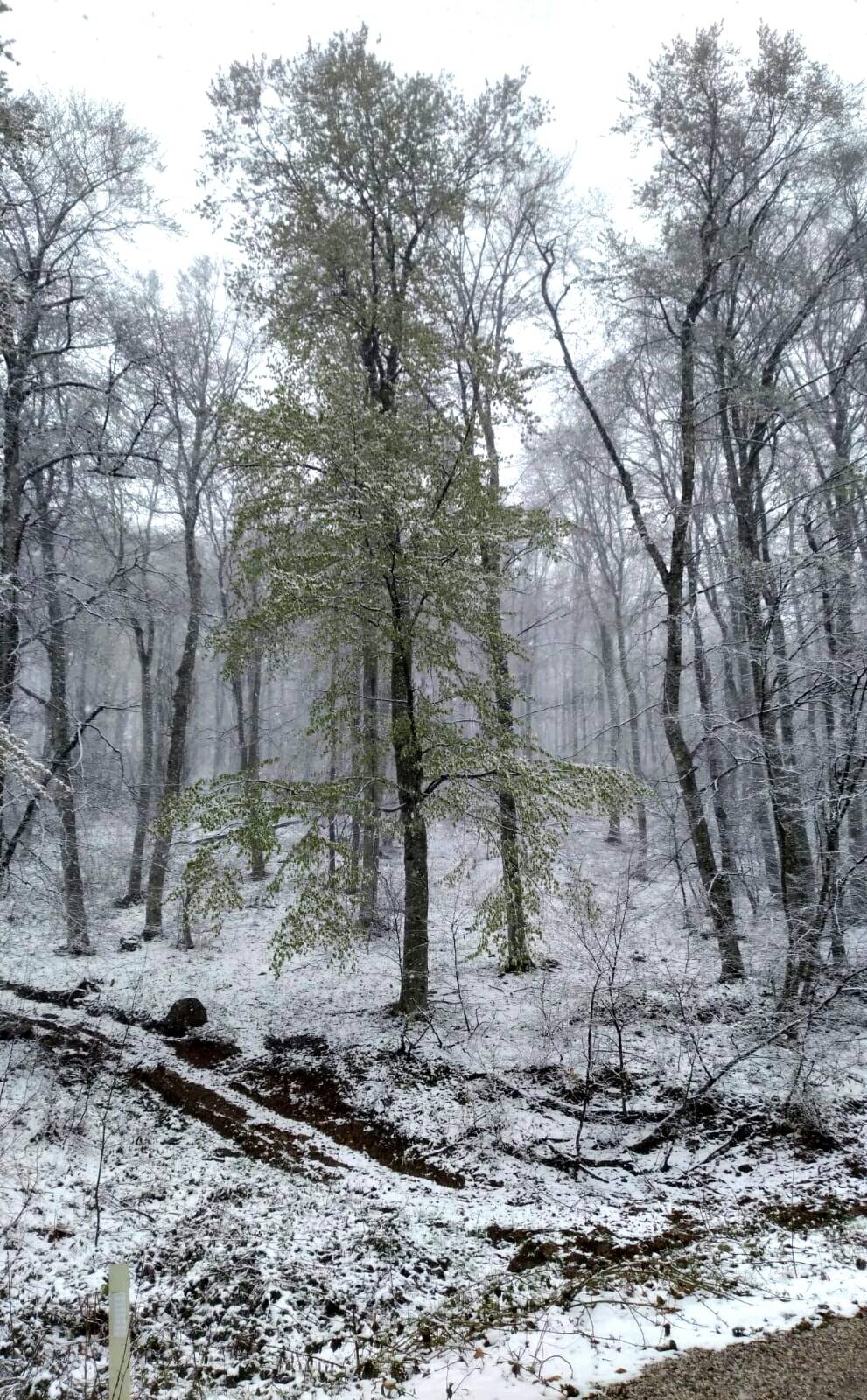 Kofçaz Kula Köyü Resimleri 11