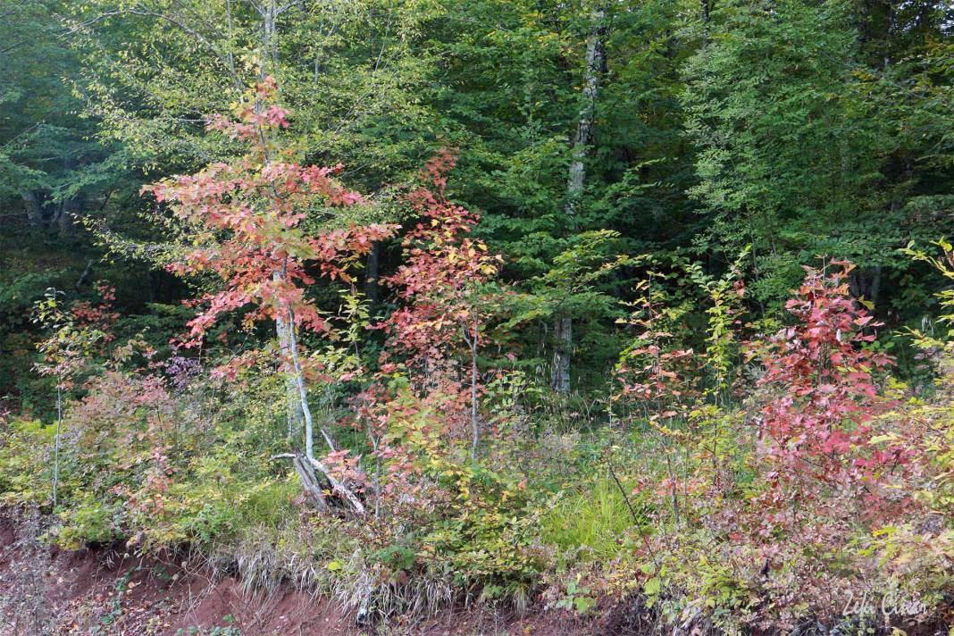 Kofçaz Kula Köyü Resimleri 12