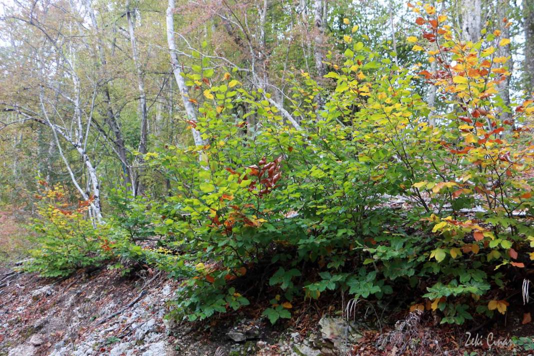 Kofçaz Kula Köyü Resimleri 9