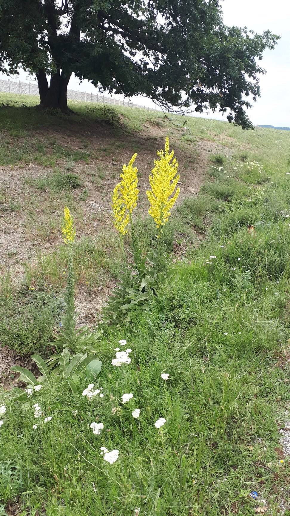Kofçaz Taştepe Köyü Resimleri 7