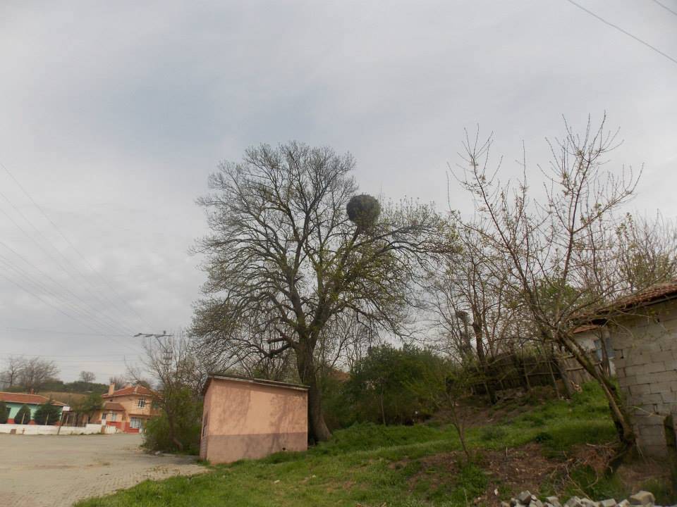 Pehlivanköy Yeşilpınar Köyü Resimleri 7