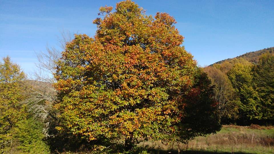 Ulus Isırganlı Köyü Resimleri 2