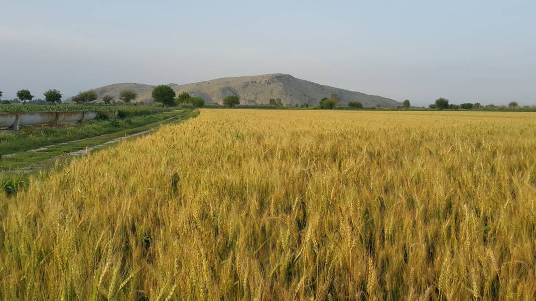 Ceyhan Ağaçlı Köyü Resimleri 7
