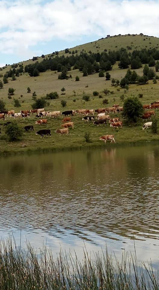 Çerkeş Bozoğlu Köyü Resimleri 5
