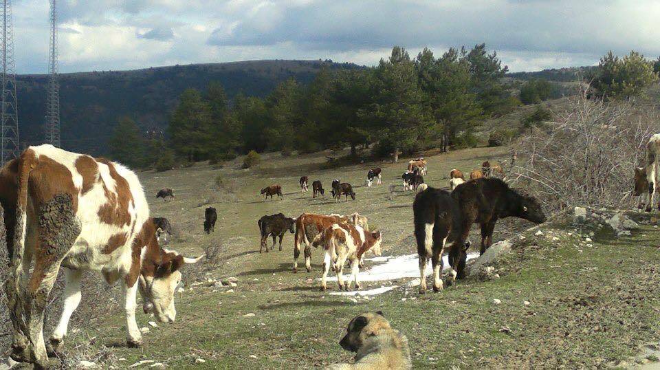 Çerkeş Dikenli Köyü Resimleri 2