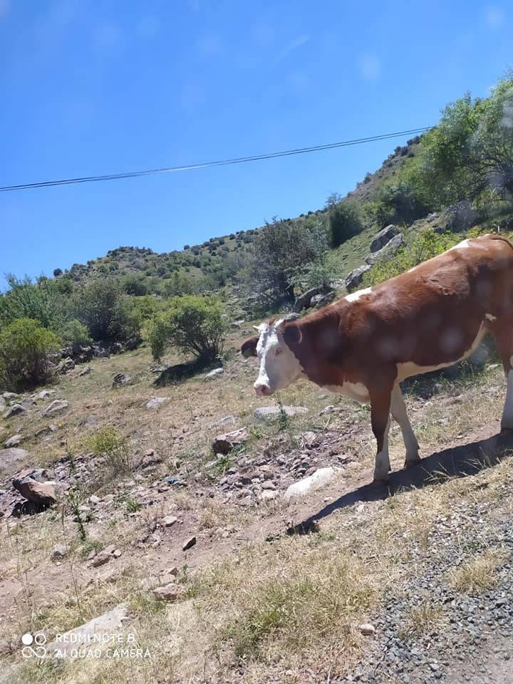 Çerkeş Örenköy Köyü Resimleri 4