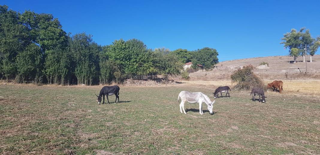 Çerkeş Şeyhdoğan Köyü Resimleri 3