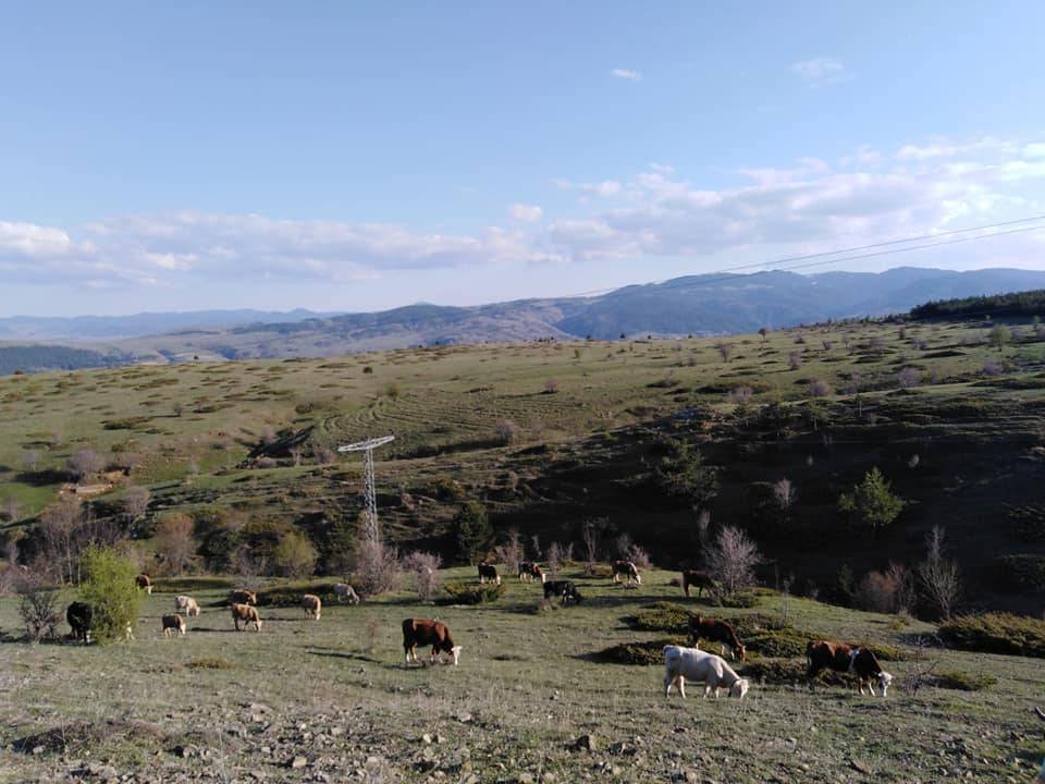 Çerkeş Yeniköy Köyü Resimleri 3