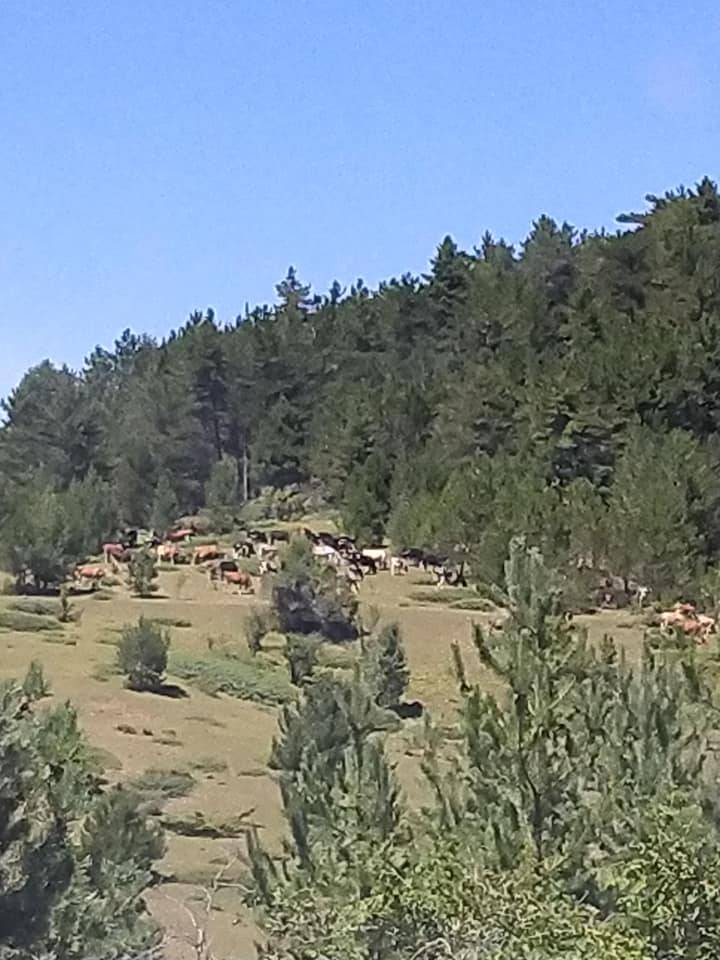 Çerkeş Yoncalı Köyü Resimleri 6