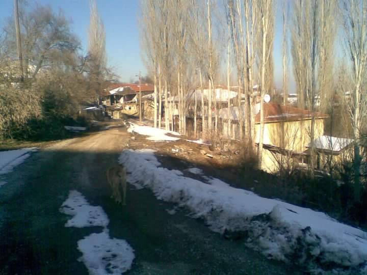 Eldivan Akbulut Köyü Resimleri 1