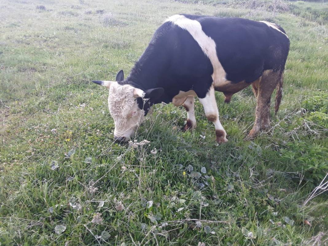 Eldivan Akbulut Köyü Resimleri 7