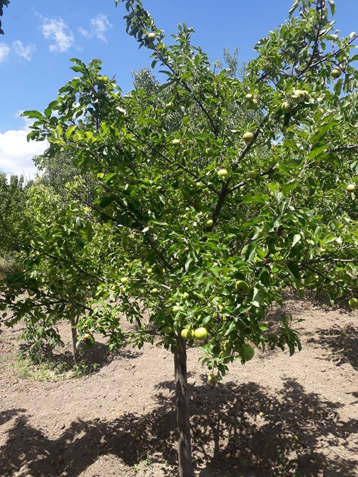 Eldivan Gölez Köyü Resimleri 3