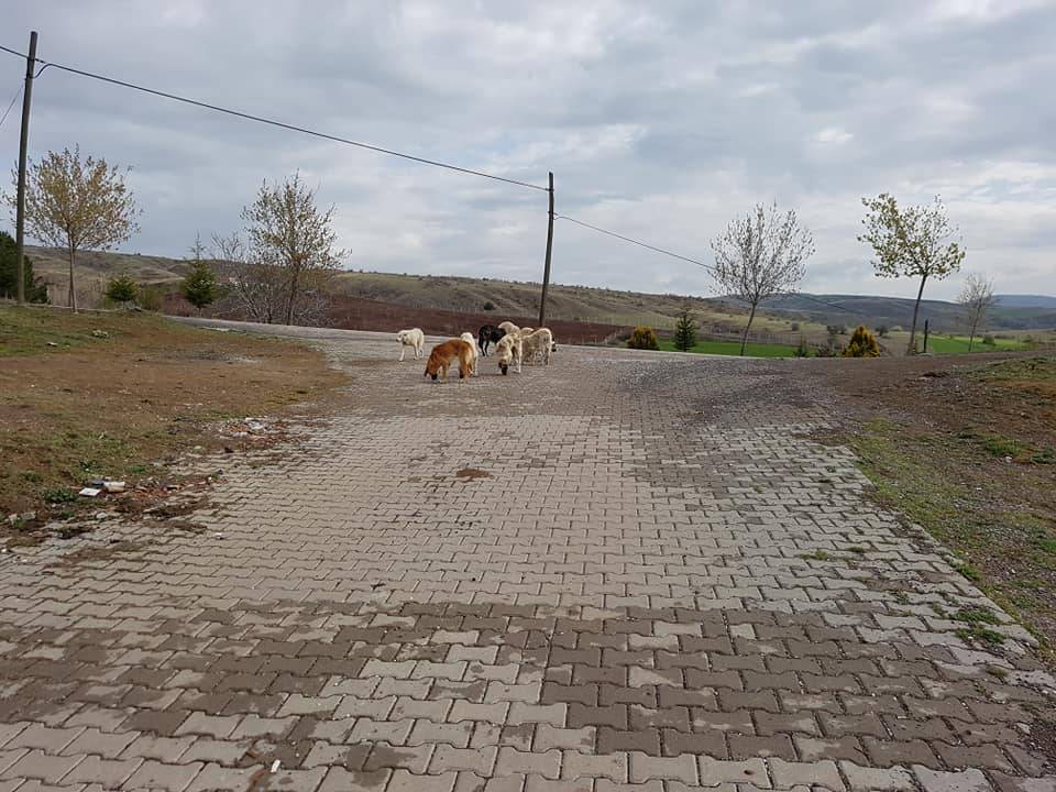 Eldivan Eldivan Köyü Resimleri 7