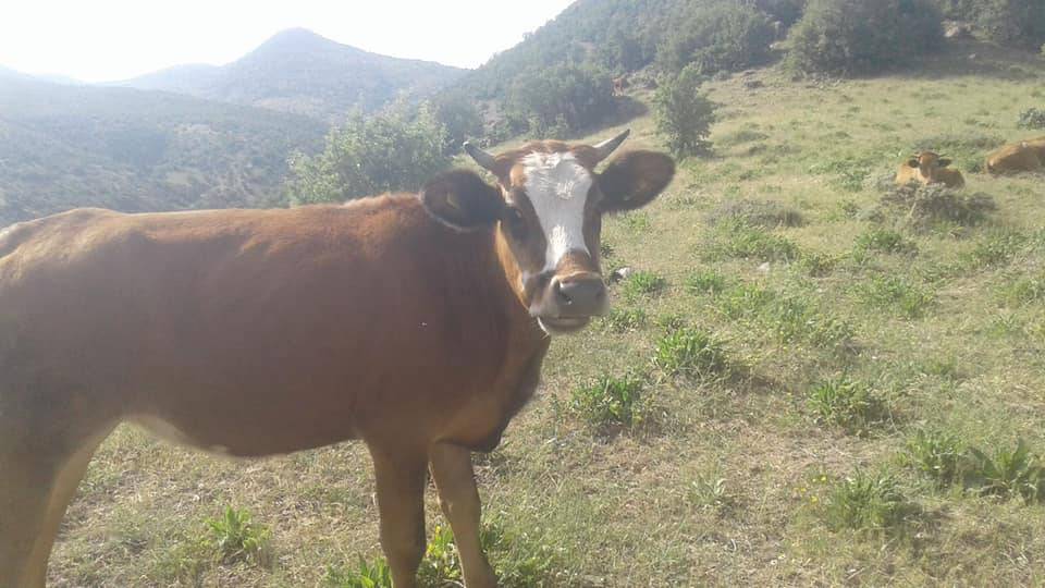 Korgun Ildızım Köyü Resimleri 4