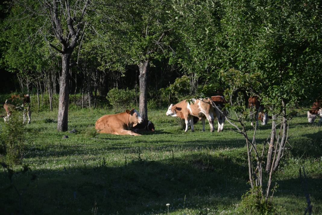 Korgun Maruf Köyü Resimleri 6