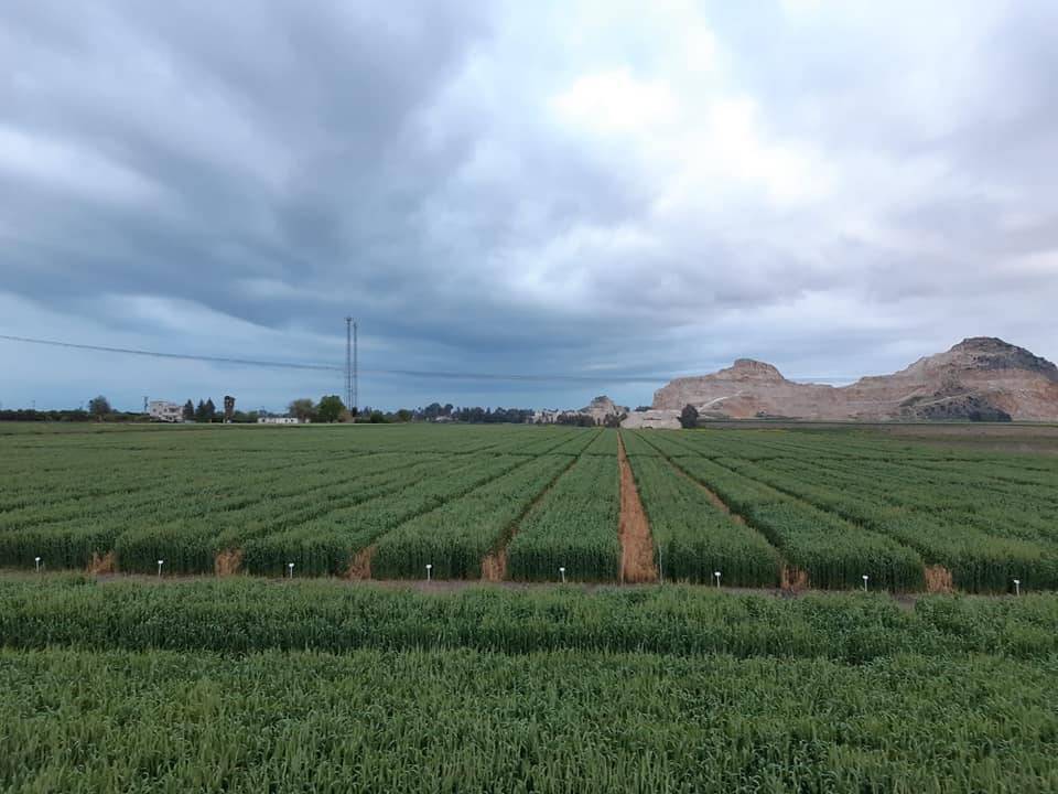 Ceyhan Altıkara Köyü Resimleri 3