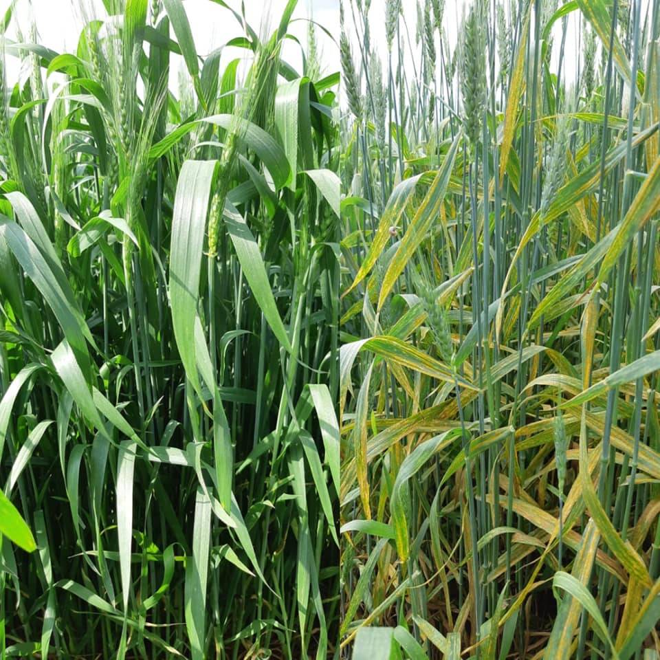 Ceyhan Altıkara Köyü Resimleri 4