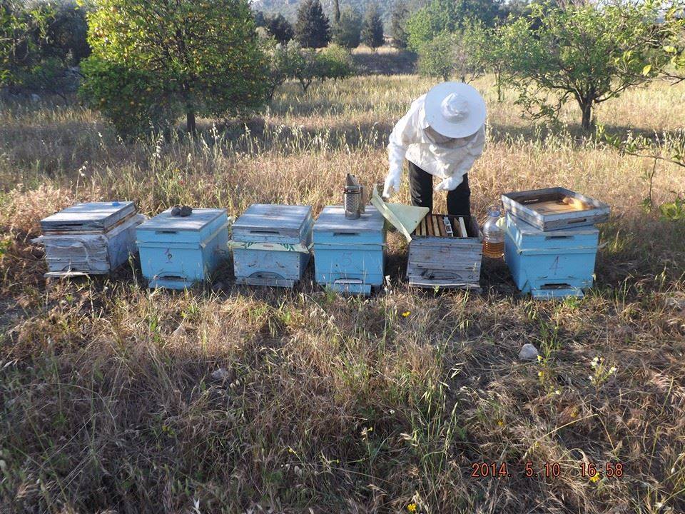 Ceyhan Altıkara Köyü Resimleri 5