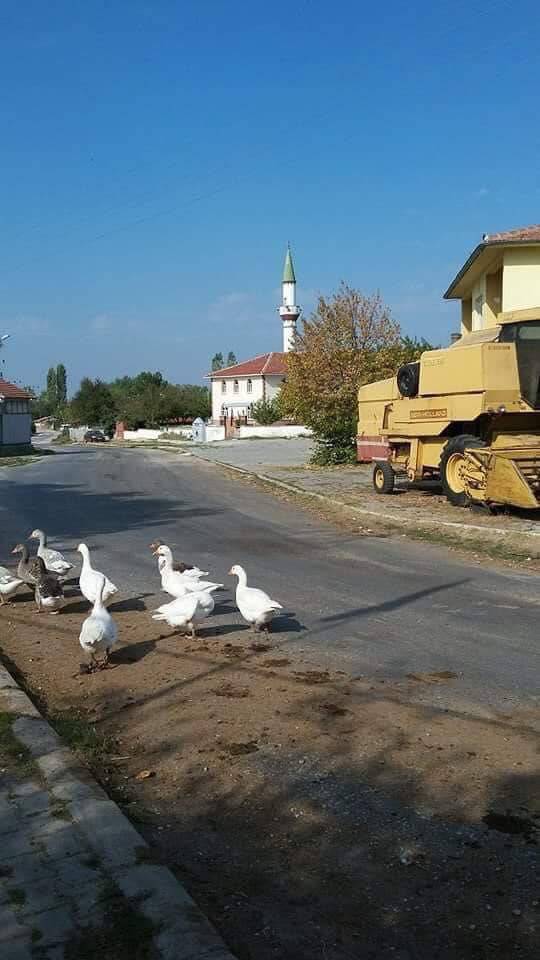 Pınarhisar Akören Köyü Resimleri 1