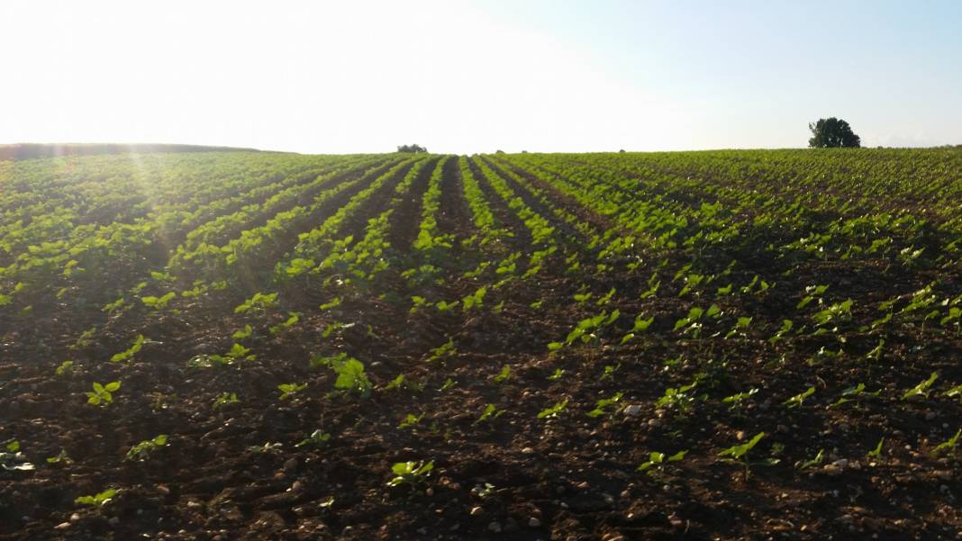 Pınarhisar Tozaklı Köyü Resimleri 1