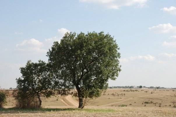 Lüleburgaz Emirali Köyü Resimleri 6