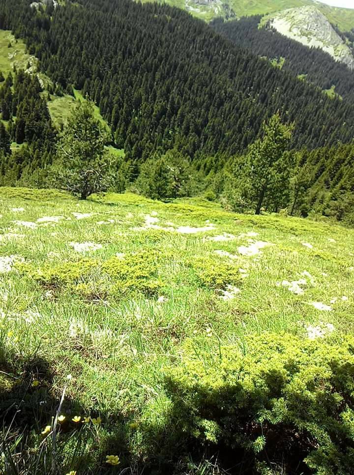 Ilgaz Alıç Köyü Resimleri 6