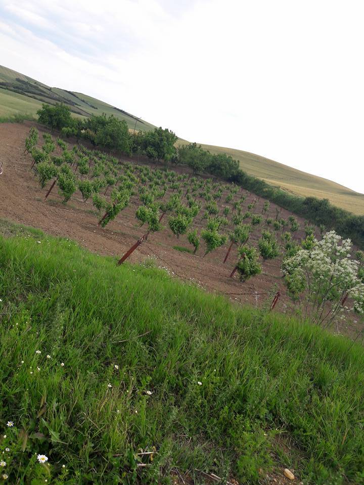 Lüleburgaz Seyitler Köyü Resimleri 3