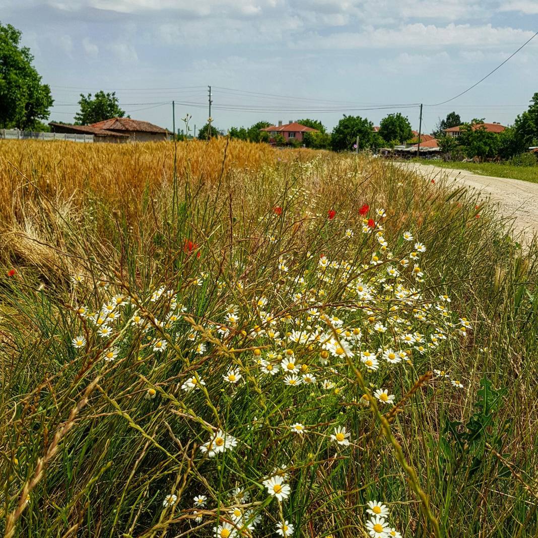 Lüleburgaz Evrensekiz Beldesi Resimleri 16
