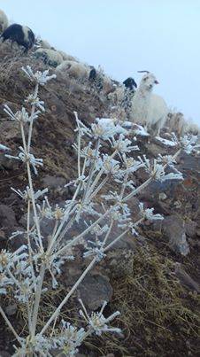 Başkale Köprüağzı Köyü Resimleri 2