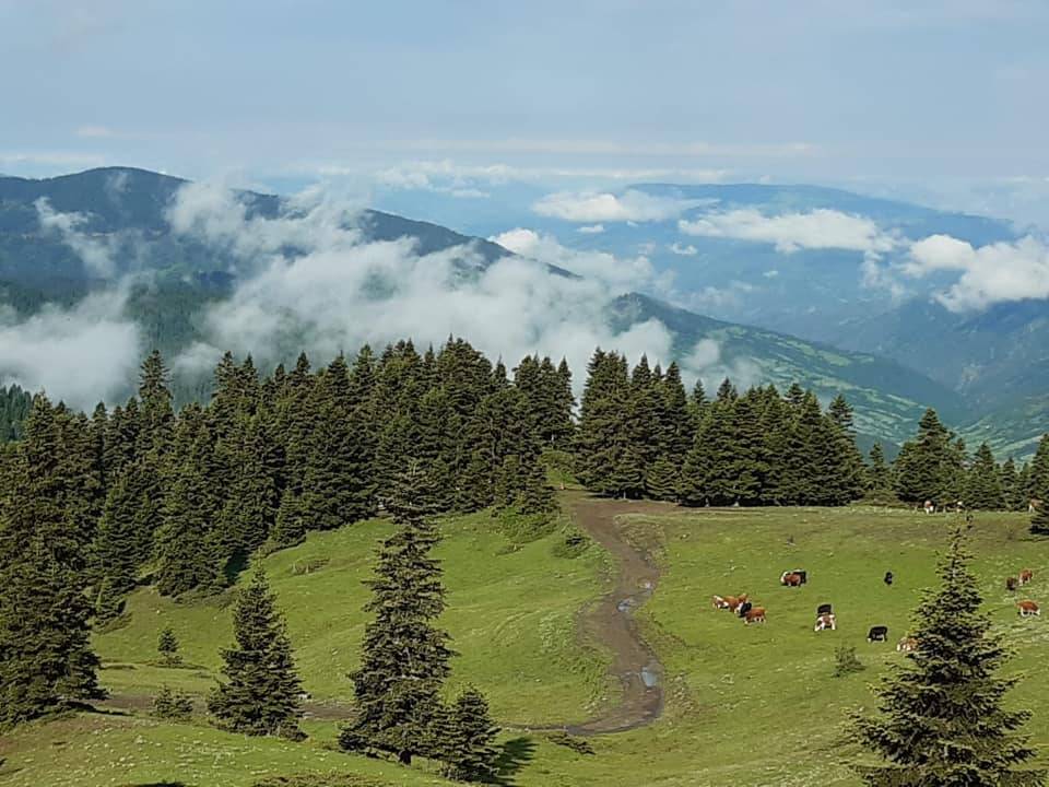 Ilgaz Balcı Köyü Resimleri 4
