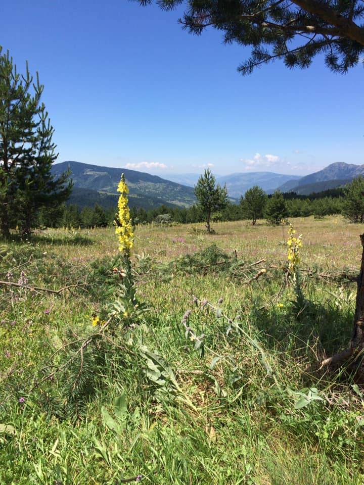 Ilgaz Balcı Köyü Resimleri 5