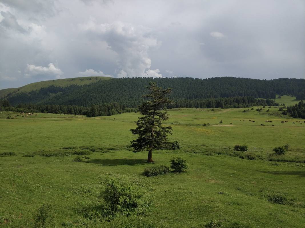 Ilgaz Kayı Köyü Resimleri 7