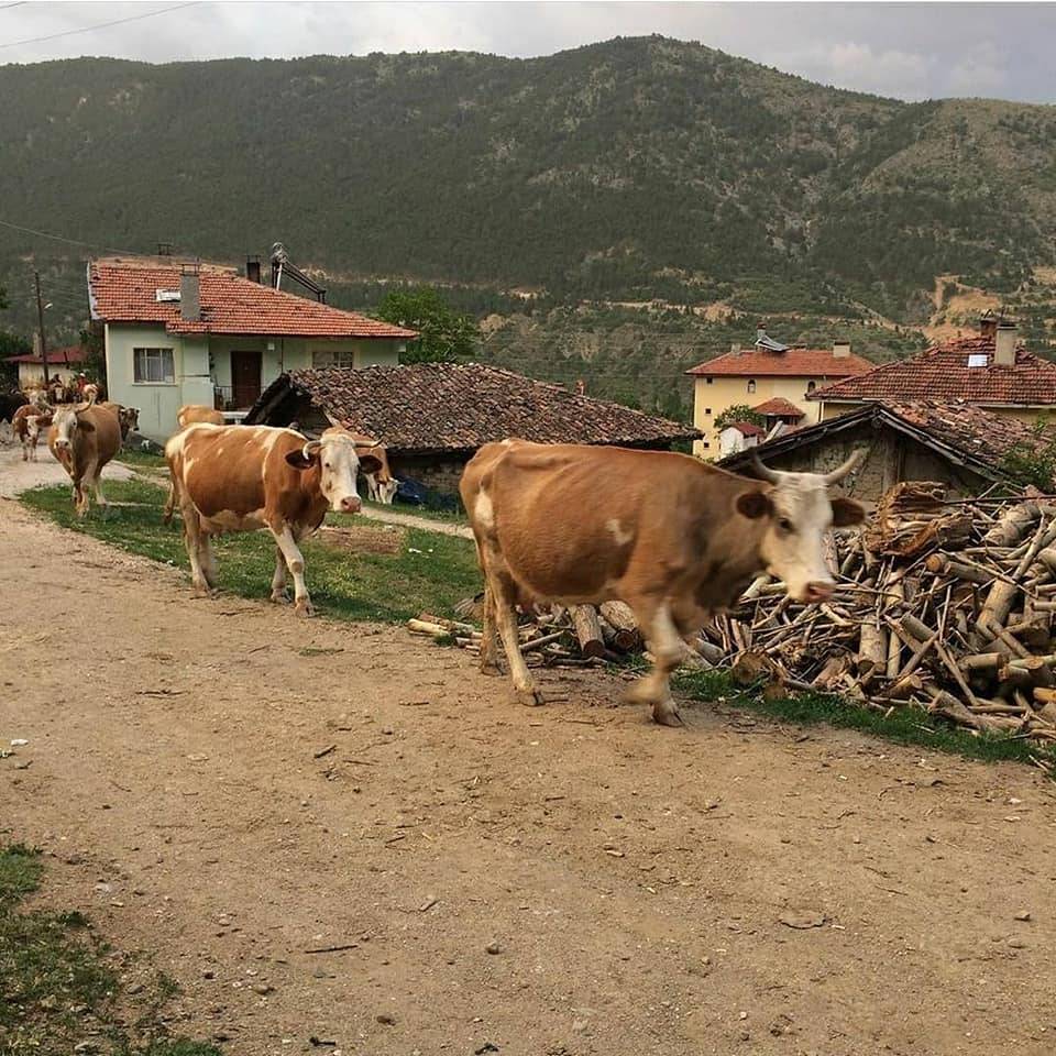 Ilgaz Musaköy Köyü Resimleri 5