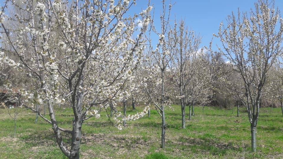 Ilgaz Onaç Köyü Resimleri 2