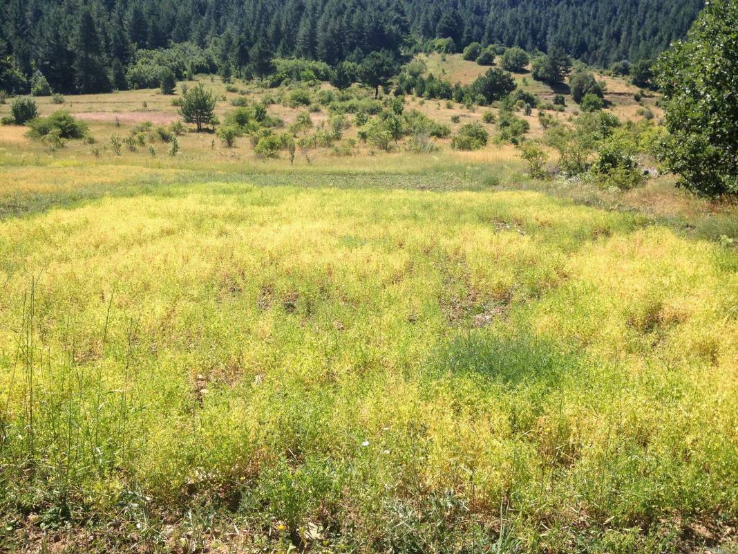 Ilgaz Saraycık Köyü Resimleri 9