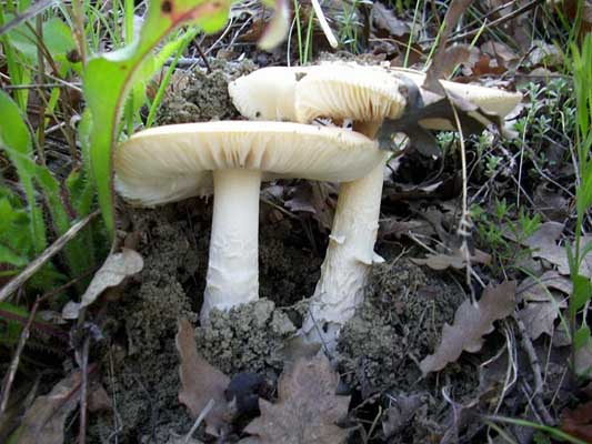 Çorum Sungurlu Karakaya Köyü Resimleri 18