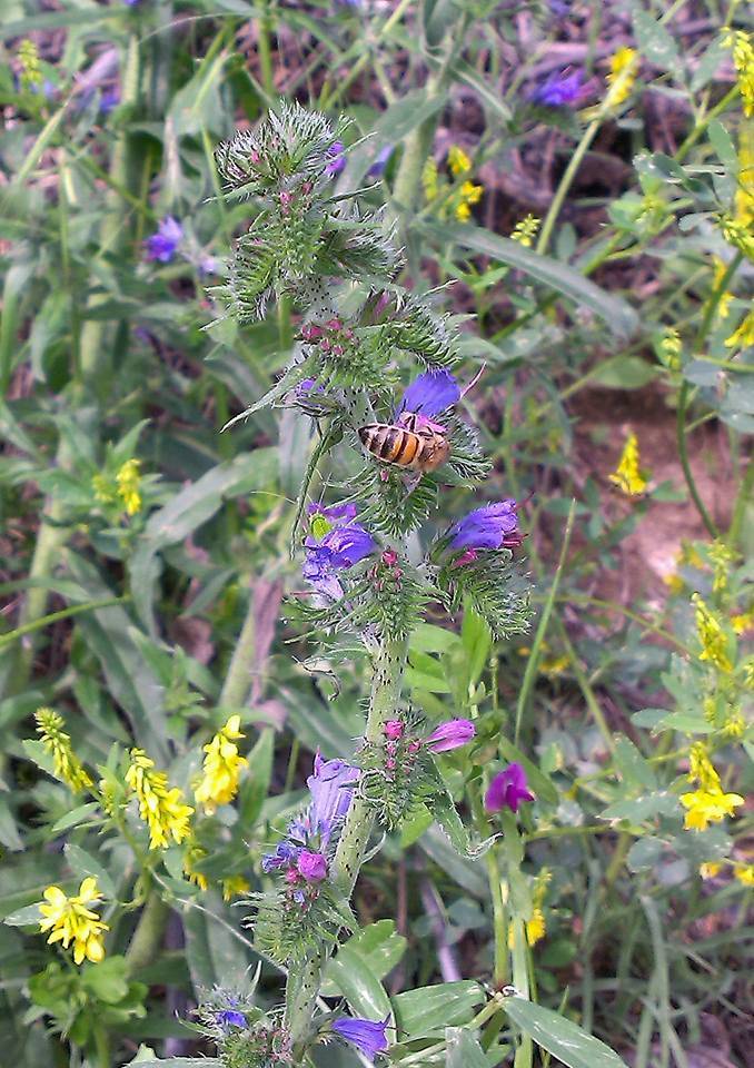 Ilgaz Yazıköy Köyü Resimleri 3