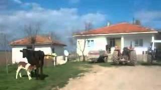Kızılırmak Karadibek Köyü Resimleri 1